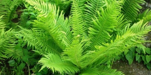 Obična paprat (daleki istok): fotografija i opis, kako razlikovati od drugih vrsta